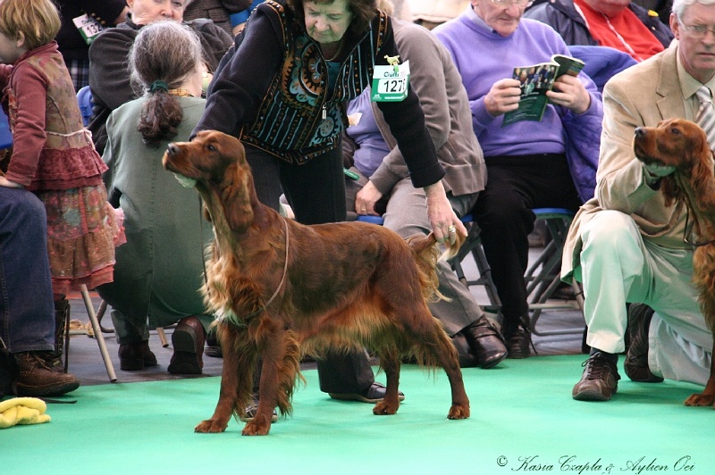 Crufts2011 244.jpg